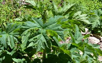 Heracleum maximum, Common Cowparsnip, Southwest Desert Flora